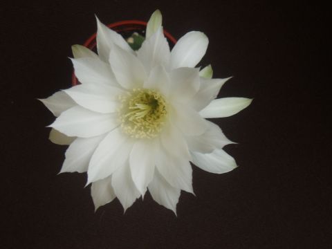 Cacti_Pat_testing_Clean_up_yard_Gell_Merlin_002