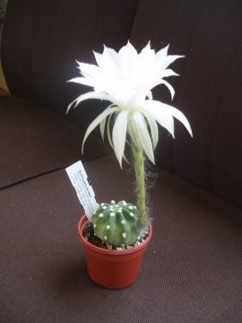 Cacti_Pat_testing_Clean_up_yard_Gell_Merlin_003