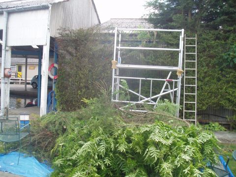 Tree_cutting._Gloss_on_Our_Judith_003
