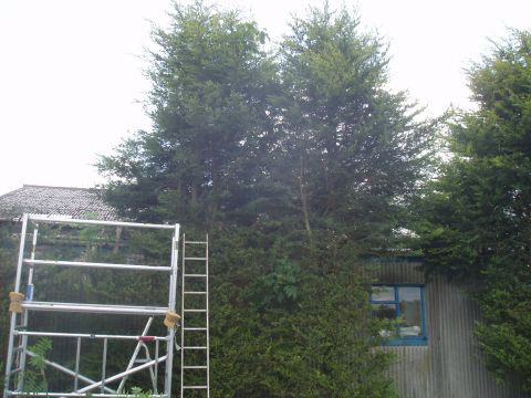 Tree_cutting._Gloss_on_Our_Judith_004
