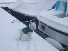 snowy16