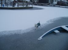 snowy24